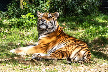 The Siberian tiger,Panthera tigris altaica in a park