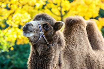 Bactrian camel, Camelus bactrianus in a german park