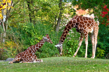 The giraffe, Giraffa camelopardalis is an African mammal