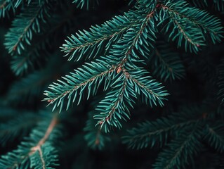closeup of fir tree branch with dark green needles moody lighting creates dramatic shadows festive yet elegant composition perfect for seasonal designs or winter themes
