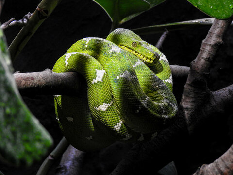 Green snake on the tree