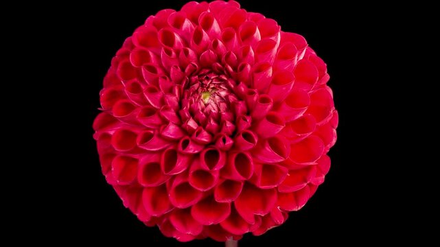 red dahlia flower