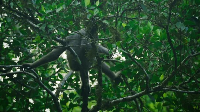 Amazing close-up of a wild gibbon feeding in a tree in the rainforest