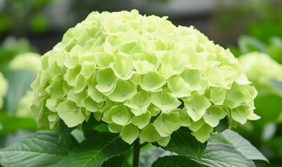  Luxurious Light Green Hydrangea: Elegant Spring Bloom. Massive Silk-like Floral Display for Chinese Gardens. Perfect for Seasonal Marketing, Cultural Promotions, and 4K Nature Wallpapers.