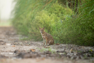 The Golden jackal in Morning 