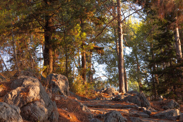 forest, autumn, nature, tree, river, trees, water, landscape, fall, stream, wood, woods, leaves, park, green, foliage, season, leaf, spring, stone, path, environment, plant, mountains, sunset