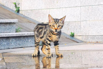 Brown tabby cat stand on the wet floor and looking at camera