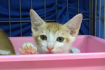 Orange tabby kitten looking at camera. Baby cat say hi.by kitten looking at camera. Baby cat say hi.