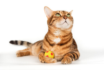 Bengal cat with a small ball on a white studio background.