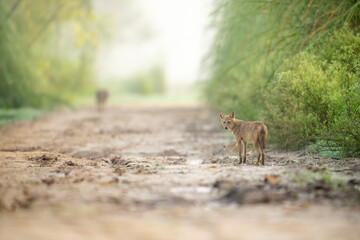 The Golden jackal in Morning 