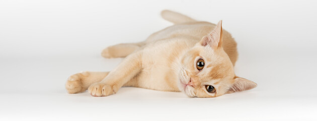 Burmese kitten on a white studio background.