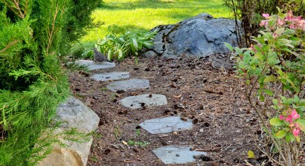 Mourning Dove on Garden Path