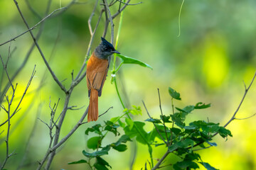 Indian Paradise flycatcher in Forest