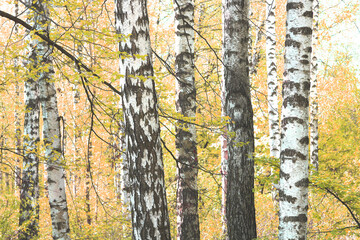 beautiful scene with birches in yellow autumn birch forest