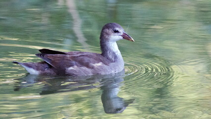 goose on the water