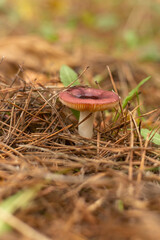 Mystical Path Through the Autumn Forest
