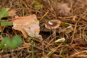 Mystical Path Through the Autumn Forest