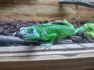 Close up green chameleon in the zoo