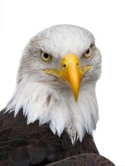 American Eagle isolated on white background