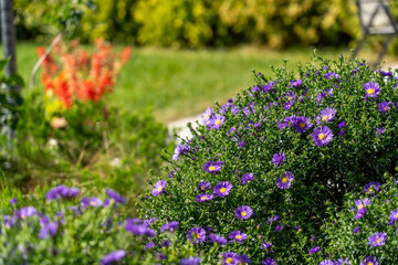Obraz premium Vibrant purple flowers flourish alongside green bushes in a sunlit garden during a sunny spring afternoon
