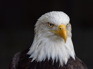 Naklejka premium American Eagle on a black background