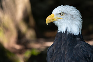 American Eagle on a blurred background