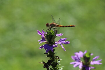 dragonfly sitting on a purple background with a green bokeh background