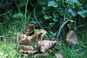 European common frog sitting in the grass