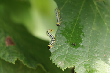 sawfly larvae in defensive posture eating the edge of a hazel leaf