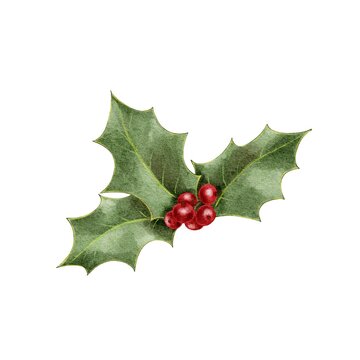 recommend clip art: Christmas holly isolated Watercolor illustration