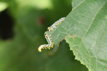 sawfly larvae in defensive posture eating the edge of a hazel leaf