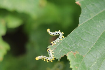 sawfly larvae in defensive posture eating the edge of a hazel leaf