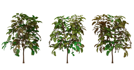 3D Model,  Green Bush with Variations in Color