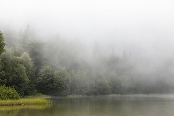 Nebel lim Wald