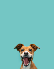 Photo of happy excited dog