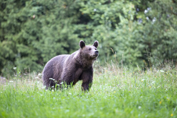 Fototapeta premium bär riecht nach essen