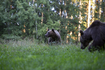 Braunbär im Wald