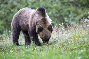 Bär sucht nach Essen im Gras
