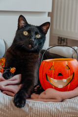 black cat sitting with jack o lantern halloween decoration