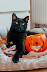 black cat sitting with jack o lantern halloween decoration