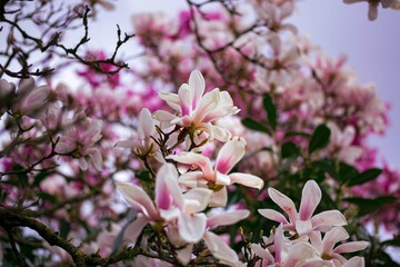 Fototapeta premium Blooming flowers of the magnolia