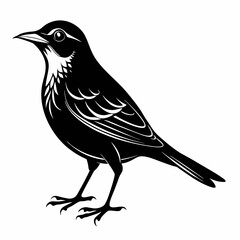 Nightingale Black silhouette