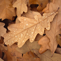Fototapeta premium Fallen oak leaves with dew. Autumn water drops on fall oak leaves closeup. Dry Autumn Oak Leaf Covered by Water Drops of Rain on Ground.