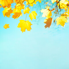  yellow maple leaves on blue sky, abstract autumn nature background with free space for text