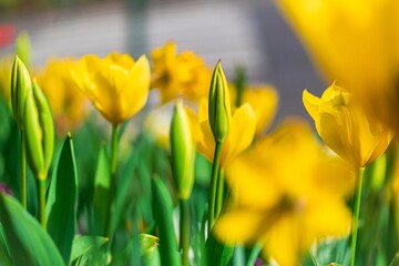 Obraz premium yellow tulips in the garden