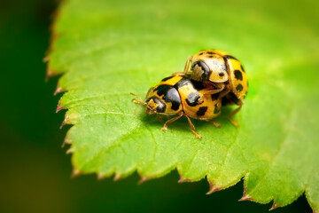 Paarung des Vierzehnpunkt-Marienkäfer (Propylea quatuordecimpunctata) auf einem grünen Blatt - Baden-Württemberg, Deutschland