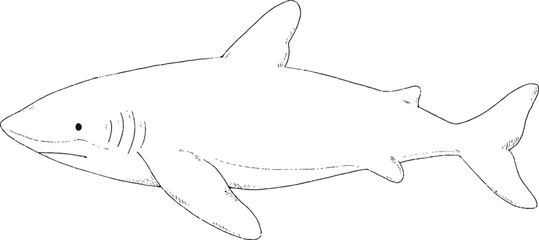 Obraz premium Adorable shark illustration outlines only