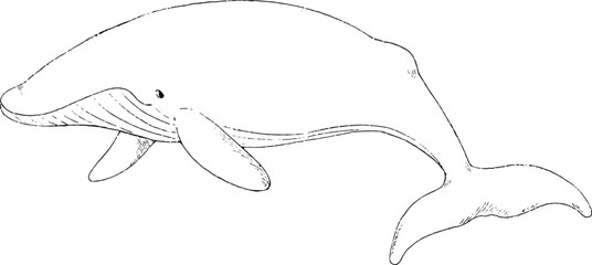 Fototapeta premium Line art of adorable Blue Whale