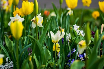 Fototapeta premium spring flowers in the garden