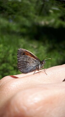 Butterfly, Wings, Ants, Nature, Flowers, Foot, Feet, Hand, Sandals